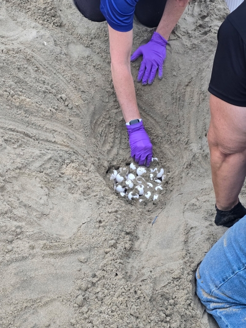 Two people uncovering a sea turtle nest in the sand.