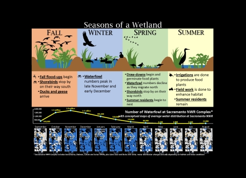 Seasons of a Wetland Graphic with 4 columns. Fall column: flood-ups begin, shorebirds stop by on their way south, ducks and geese arrive. Winter column: waterfowl numbers peak late November to December. Spring column: draw-downs begin to germinate food plants, waterfowl numbers decline as they migrate north, shorebirds stop by on their way north, summer residents begin to nest. Summer column: irrigations are done to produce food plants, field work is done to enhance habitat, summer residents remain.