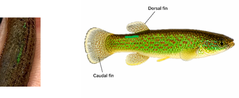 Tagged Barrens Topminnow