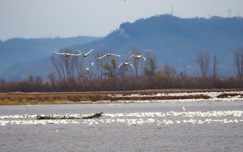 Tundra swans fly over water