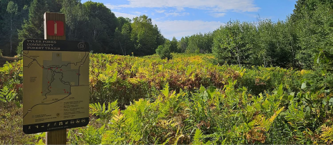 Photo of field and surrounding forest at Tyler Forks Community Forest