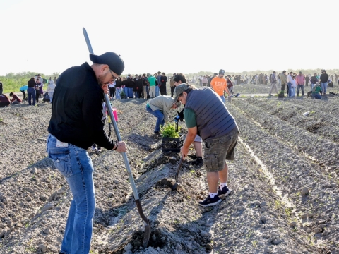 Hundreds of volunteers stand in a dirt field. Many are digging holes with shovels, while others fill the holes with green saplings.