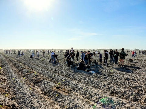 Dozens of volunteers plant small samplings in dirt rows.