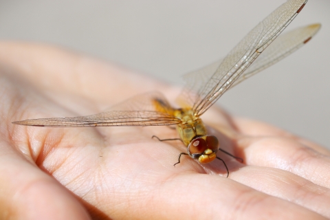 A green dragonfly with large red-brown eyes stands on a person's open palm