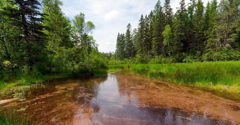 Photo of stream and surrounding riparian forest