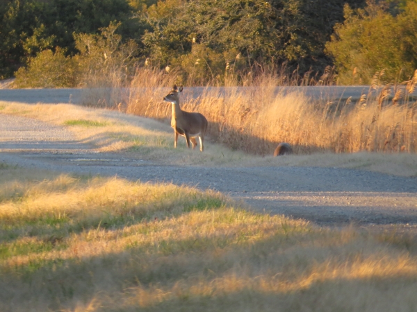 Deer on biking path