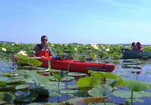 A kayak and canoe move between flowering lily pads on a river