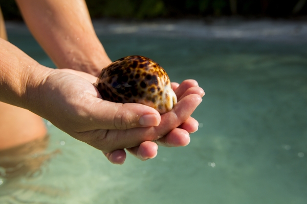 Two outstretched hands cradling a shellfish with smooth, spotted shell
