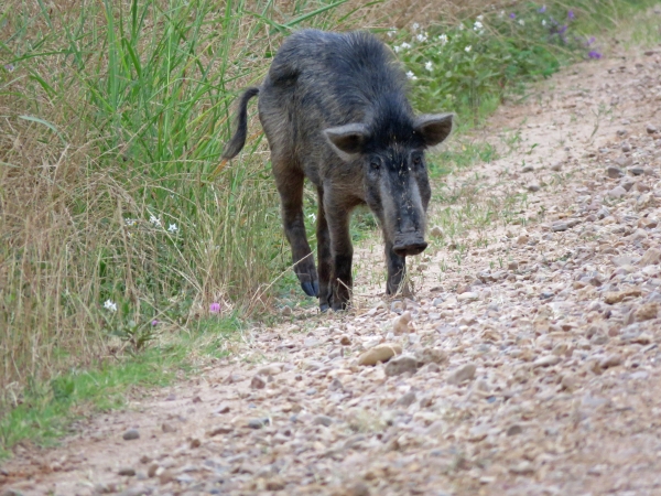 An invasive wild hog on a dirt road