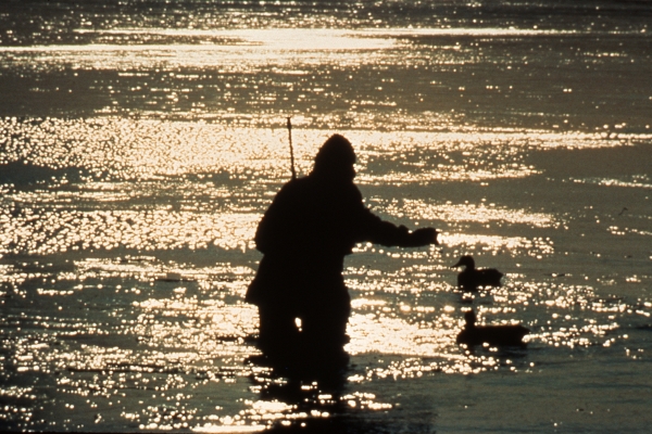 A waterfowl hunter in a wetland at sunrise setting up duck decoys.