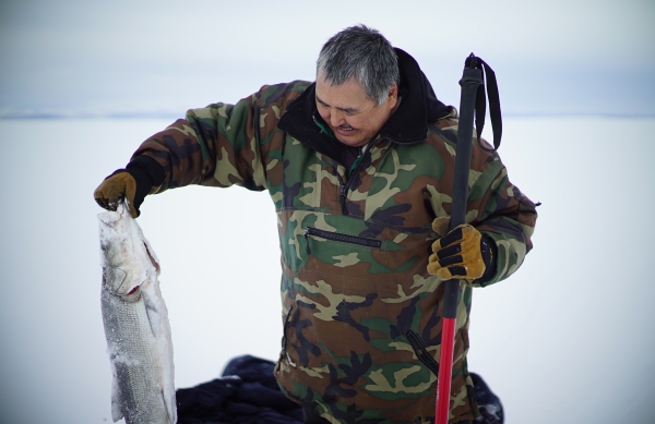 A Native Alaskan wearing a warm camo jacket pulling a white and silver fish out of the ice