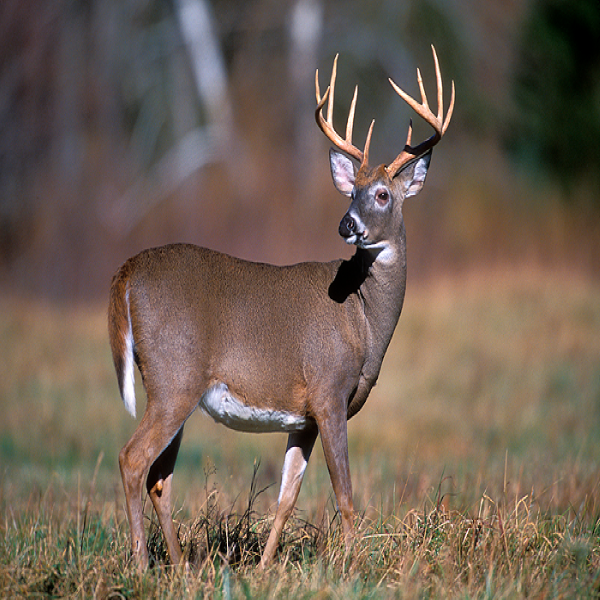 A large White-tailed deer buck in a field