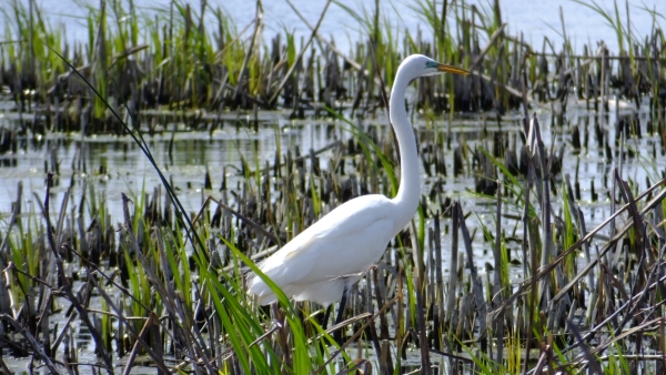 A cattle egret standing in some shallow water and vegetation. 