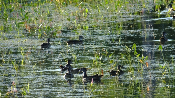 A small flock of wood ducks gathered in a wetland with vegetation around the water and in the water.