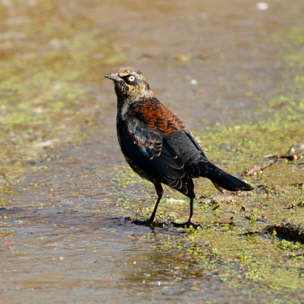 A Rusty Blackbird looking directly at the camera