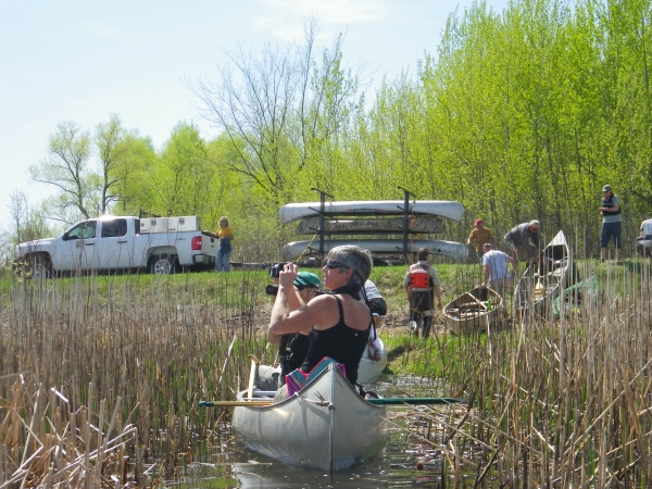 People in canoes float between the reeds and pull out their boats at the side of a road. Trees and a road is in the distance.