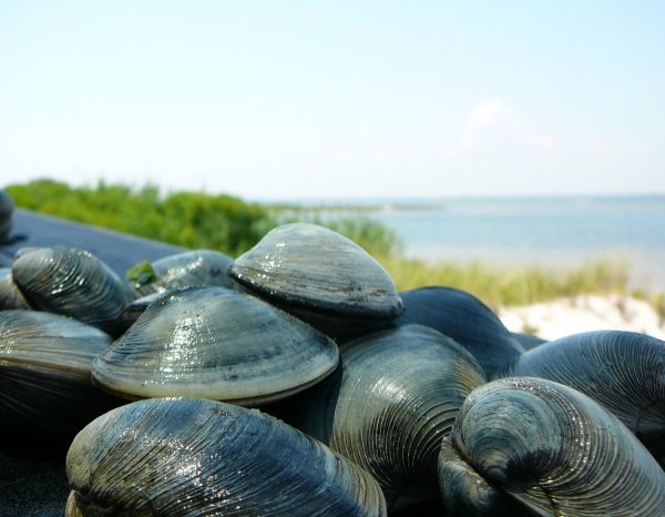 Several dark clams piled in front of a waterfront with green vegetation.