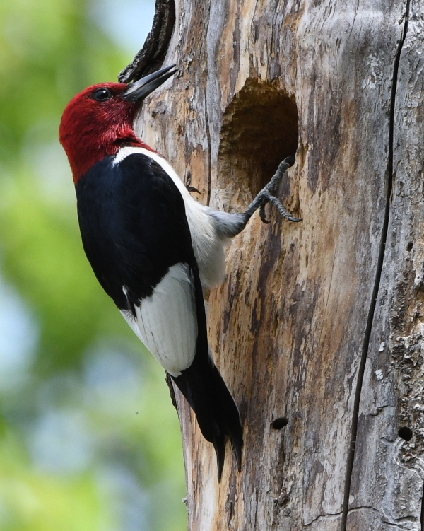 Red-headed woodpecker perched on a tree outside of a nest cavity