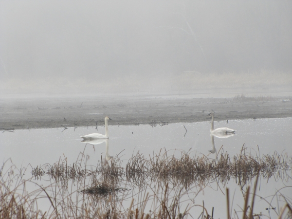 White swans swim in a winter pond with dried vegetation in the foreground