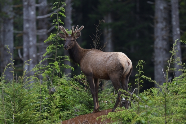 A large brown elk with small antlers stands amidst green trees and plants