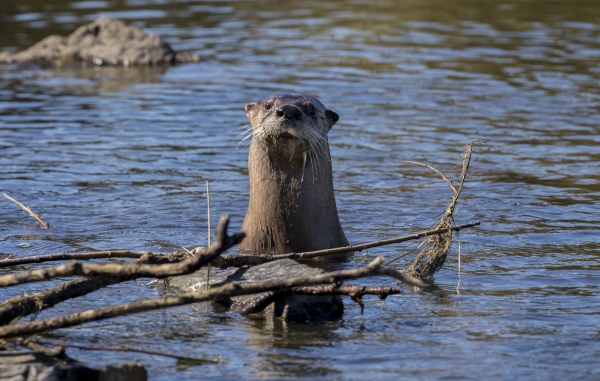 A brown river otter sticks out of the water near a rock and some branches with an inquisitive look