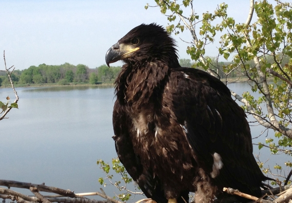 A young eaglet with dark black-brown body and head and gray hooked beak sitting in a nest with a body of water in the background