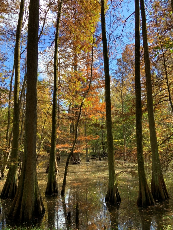 An image of a cypress swamp in the fall.