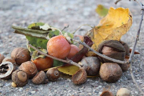 collection of wild edibles, persimmons, acorns, and hickory nuts