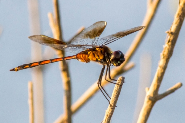 A dragonfly -- a slender insect with four extended airy wings-- rests on a twig.