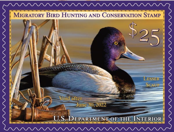 A stamp with purple frame around a drawing of a lesser scaup duck floating on water. The words on the stamp say: Migratory Bird Hunting and Conservation Stamp, $25, Void after June 30, 2022, U.S. Department of the Interior