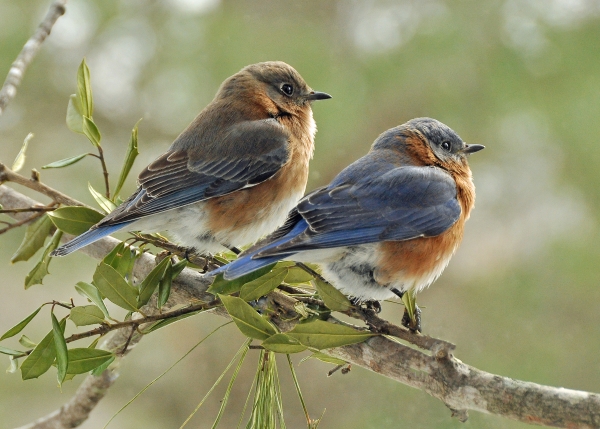An image of a male and female bluebird sitting on a branch together.