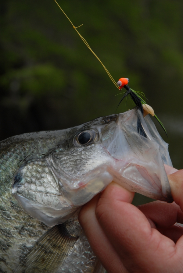 A close-up image of a crappie fish with a fishing lure in it's mouth.