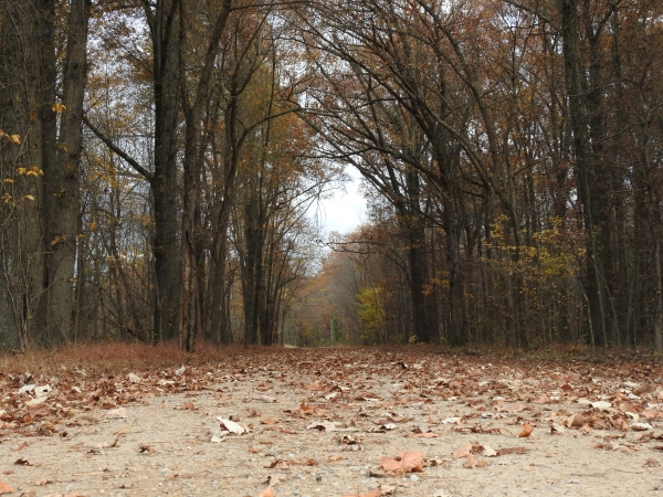 An image of a gravel trail covered in leaves.