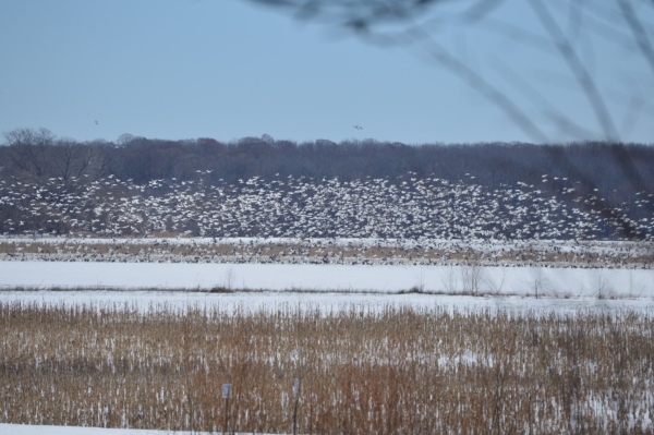 An image of a large flock of snow geese landing in a wetland.