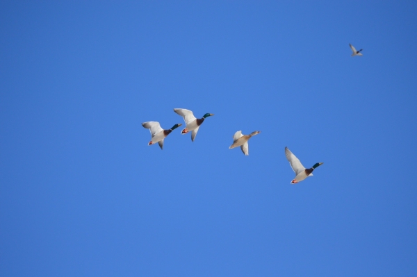 An image of mallard ducks flying in a clear blue sky.