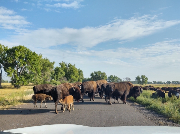 Bison herd with calves on Rocky Mountain Arsenal NWR Wildlife Drive