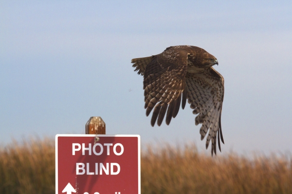 Red-tailed hawk taking to flight off a sign post.