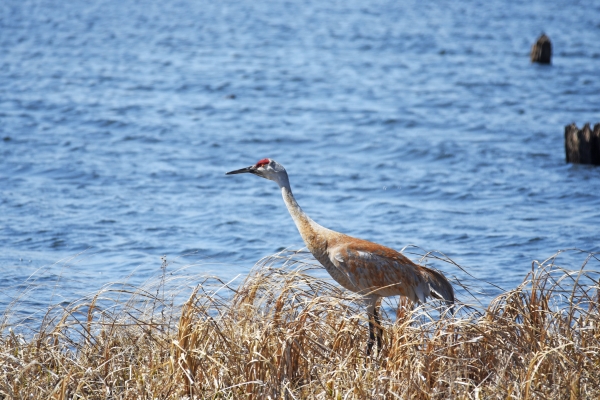 sandhill crane standing near the open water
