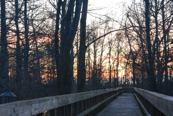 An image of a board walk through a forested wetland at sunrise. 