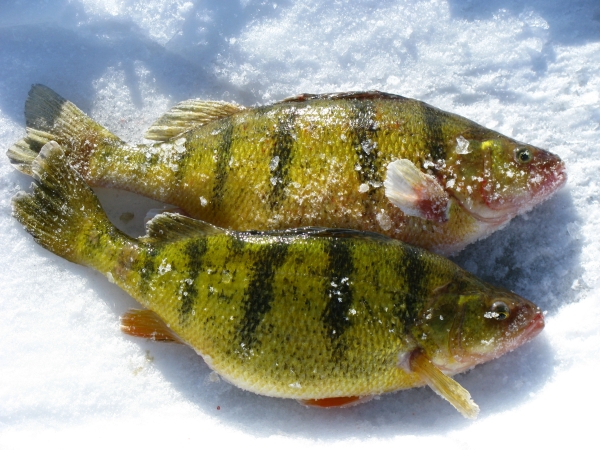 Two yellow perch caught while fishing through the ice
