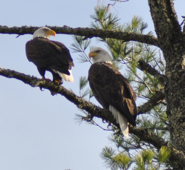 Bald eagles at Chattahoochee Forest National Fish Hatchery