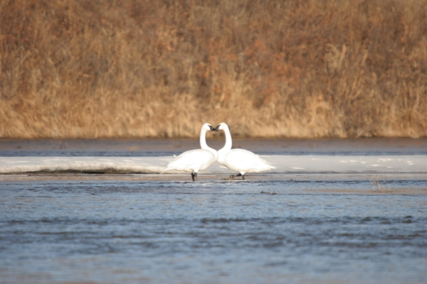 Swans at Fort Niobrara NWR