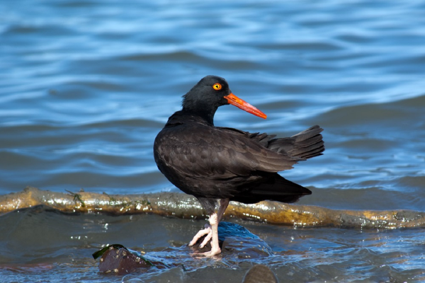 A Black Oystercatcher Performs a Pirouette During Courtship