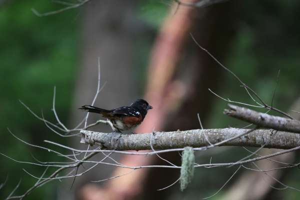 A Small Bird Rests on a Branch