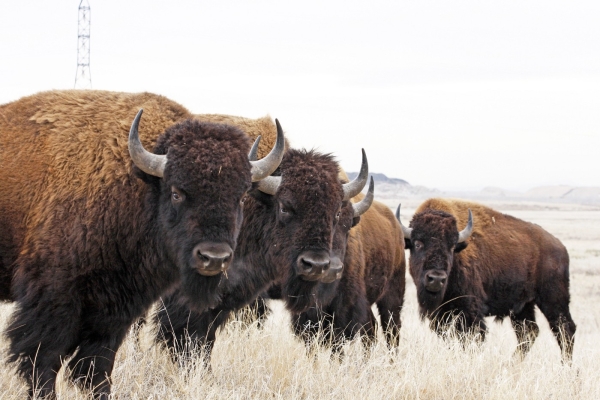 Four Bison standing in grass with a hazy background