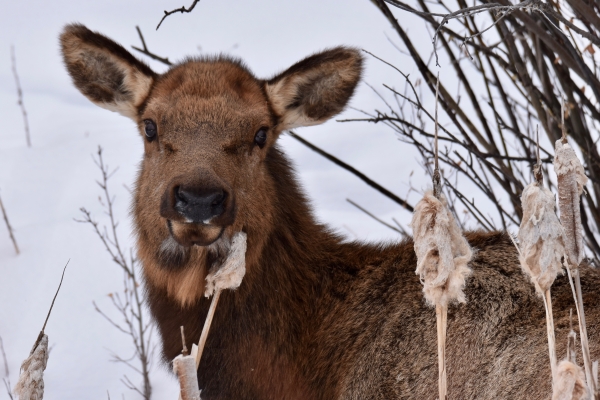 Cow elk looking at you