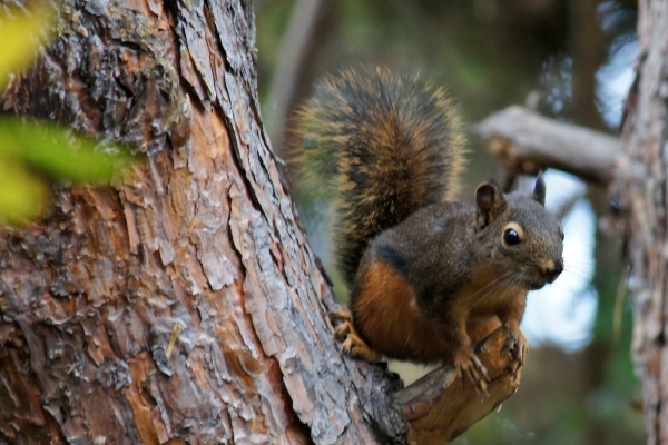 A Douglas Squirrel Peers from a Tree Branch