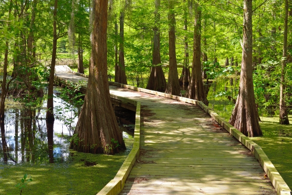 Boardwalk trail through cypress swamp