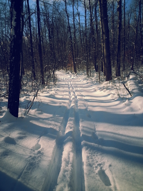 tracks left in the snow by cross country skiers