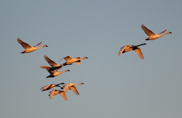 Swans flying overhead at Lacreek NWR